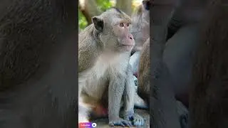Wildlife Close-Up #WildlifeInForest #NatureCloseUp #MonkeyLove #ForestLife #india #indonesia #shorts