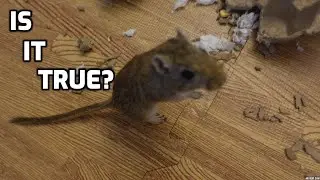 Can The Gerbil Sisters Be Litter Trained?