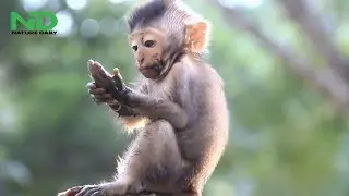 Tima loses her baby for awhile, New born baby Timo play himself with dirty mud