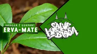 Cultura Guarani: Erva Mate | Coletivo Salve Kebrada | Ara Mirim