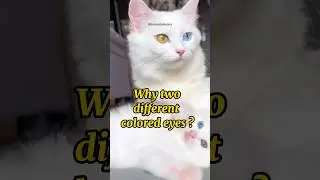 Cats with two different colored eyes #shorts #heterochromia #knowledge