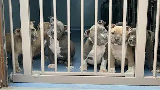 BEST OF THE BEST PUPPIES AMERICAN BULLY POCKER FROM CHAMPION ABKC BIG DOGS ROMANIA SANDU !!!
