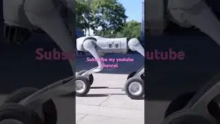 robot dog performance show