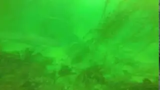 Soupfin Shark - La Jolla Cove - Diving
