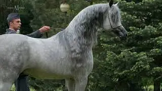 ⚜️ ERMITAGE ⚜️ (QR MARC x EMANDORIA), 2017 Stallion