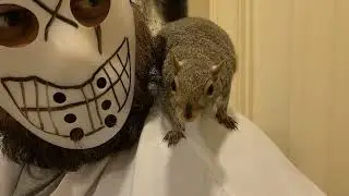 HOW TO TRIM A SQUIRREL'S TEETH