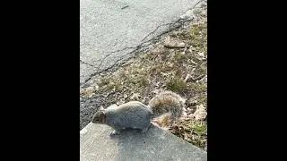 Cute Chunky Squirrel Wants To Be Your Friend