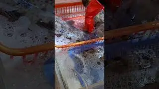 Areolate Grouper fish