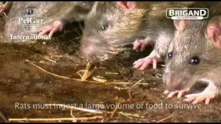 Rat Behavior presented by Brigand Rodenticides
