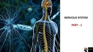 Nervous System - ICSE Class 10th Biology(Part-1)