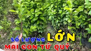 Cây Mai con tứ quý số lượng lớn | 0386569374 - Ngọc Ngân Bến Tre | Chuyên cây độc lạ
