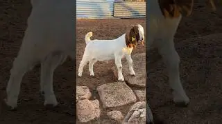 He is not even 3 months old. His growth is something else. #goatvideo #goatrearing #goatfarming