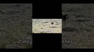 casper vs 11 coyotes