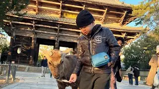 What's in Nara City?