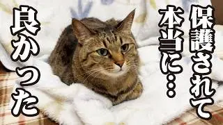 この子達がもし野良猫のままだったらと思うとゾッとします