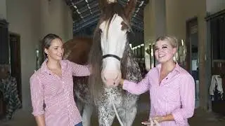 Hot Weather Care with the Australian Outback Spectacular