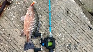 pesca urbana - Shimano slx - Shimano Sellus #fishing #shimano #pesca #se&ntilde;uelos #shimanoslxdc