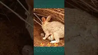 Wisdom of RABBITS #shorts #rabbits
