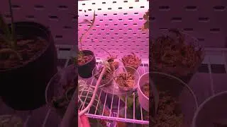 Water with me therapy!😍 #plant #plantdecor #houseplanttour #houseplants #viral #gardening #diy