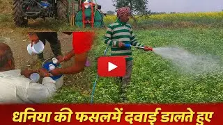Dhaniya ki fasal me dabai dalte hue || sarso ki fasal || kachre ki dabai 