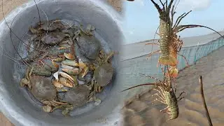 આજ બંધણ મા જિંગા કરેસલા અને ટીટમ પણ આવ્યા #gujarat #india #jinga #crab #titan #fish
