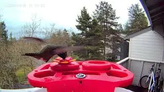 Hummingbird #feeding #birds #WA 