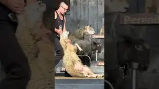 show cạo l&ocirc;ng cừu tại New Zealand || Sheep Shearing show Rotorua NZ