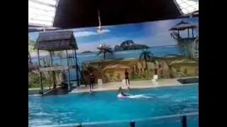 Boudewijn Seapark(dolfijn show)