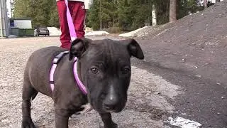 Amstaffi Luna - Amerikanstaffordshirenterrieri - American Staffordshire Terrier