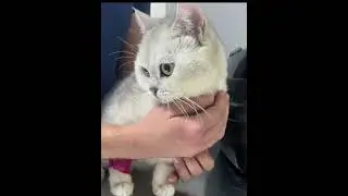 Больше чем работа #dog #животные #cat #vet