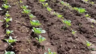 HOW TO TRANSPLANT AND SPACE YOUR CABBAGES #farming #cabbage #garden