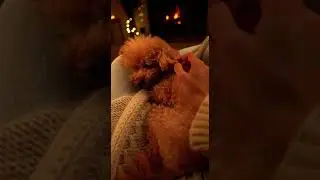 A toy poodle curls beside me #poodle #dog #dogshorts