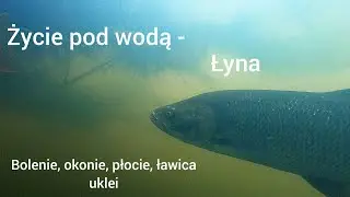 Rzeka pod wodą- Łyna PZW