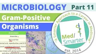 USMLE Step 1 | Microbiology | Gram Positive Bacteria | Part 11