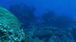 Wild Astrolabe Reef, great scuba diving in Kadavu, Fiji Islands