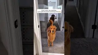 When my dogs realize they're going swimming...