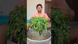 Moringa powder ghar pe bnane ka pura process #minivlog #dailyminivlog #minivlogseries #moringapowder