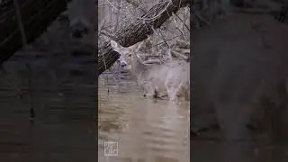 Deer Wading