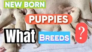 LIVE Now: Puppies Playing & Napping 🐶 Best Live Stream for Game Time Fun