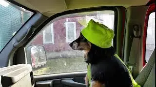 RDMVTL 18,005 ~ 3/8/2016 1 o11 {MY DOG STORY} SAFETY MAX @ CORNING , NY