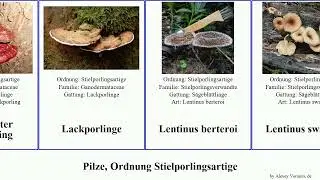 Pilze, Ordnung Stielporlingsartige lackporling ganoderma fungus elegans nivea mollis cubensis