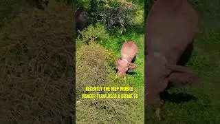 Drones to the Rescue! Saving Wildlife from Above! 🚁 #wildlife #animals #conservation