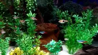 Il mio acquario Askoll Pure LED XL- 30/01/16