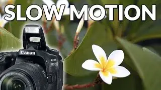 Canon 80D Review- Slow Motion - Sample Video Footage Test (60fps)