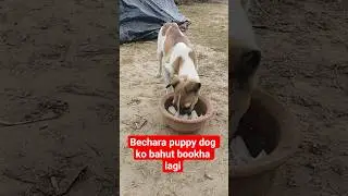 🍞 Street Puppy Ko Khana Dene Ka Sukh❤️ #streetpaws #pajanimals #saintbernards #healthypaws #puppy