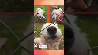 ACT Ecuador Pets Seva