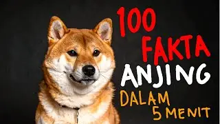 100 Fakta Unik Anjing singkat dalam 5 Menit