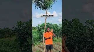 Can I say palm tree ✋🌲 #vakitocomedy #palmtree #irokotv_series #rockstar