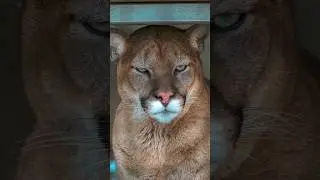 Cougar!
