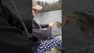 Full video tomorrow!! #fishing #crappiefishing #crappie #crappiefishing #livescope
